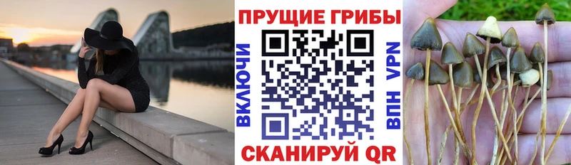 shop Telegram  Калач-на-Дону  Псилоцибиновые грибы Psilocybe 
